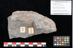 Foto (Objekt + Etikett) von Frenelites reichii Ettingshausen (NHMW-GEO-2024-0188-10586)
